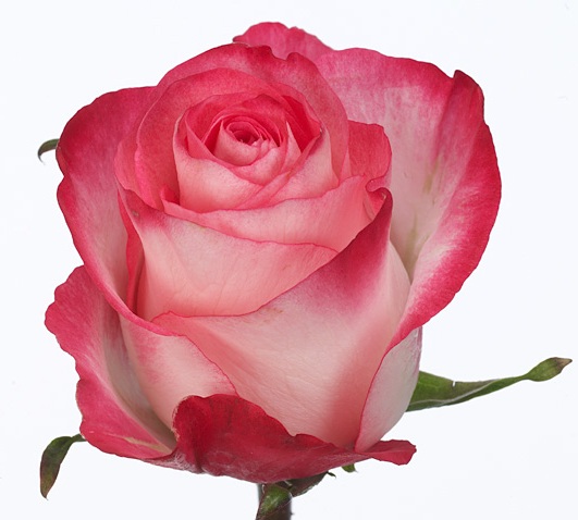 ROSES : HIGH & CANDY