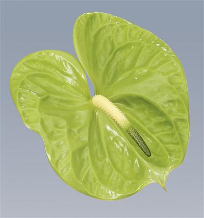 MIDORI