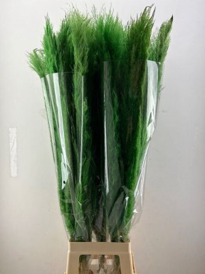 CORTADERIA (PAMPUS) DARK GREEN