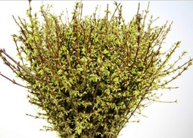 FORSYTHIA