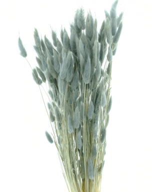 LAGURUS GREY