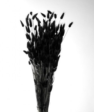 LAGURUS BLACK