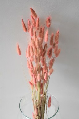 LAGURUS DUSTY PINK