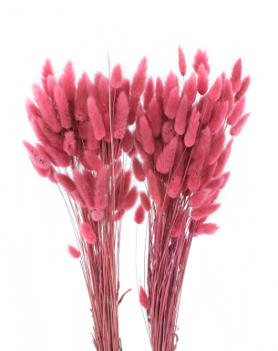 LAGURUS MAGENTA