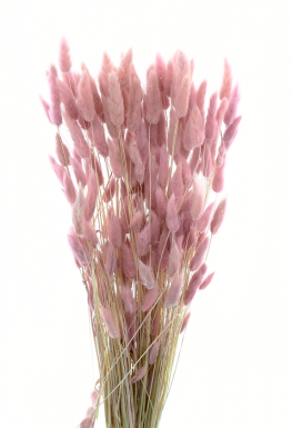 LAGURUS MILKA