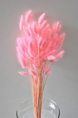 LAGURUS PINK