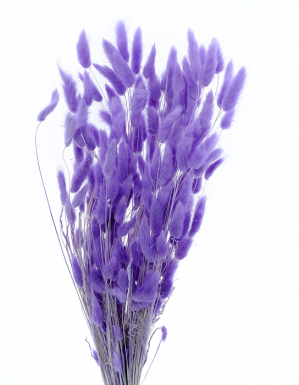 LAGURUS LILAC