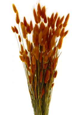 LAGURUS AUTUMN BROWN