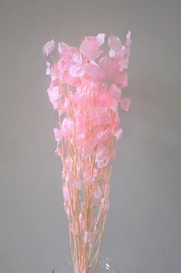 LUNARIA PINK