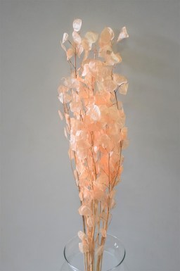 LUNARIA SALMON