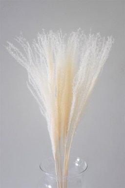 MISCANTHUS BLEACHED