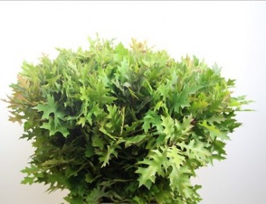 OAKLEAVES
