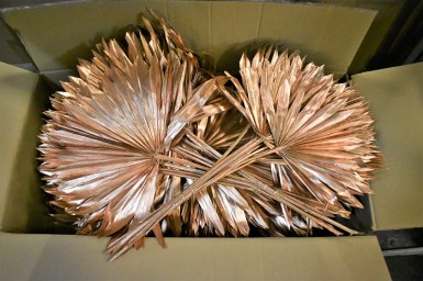 PALM COOPER MEDIUM