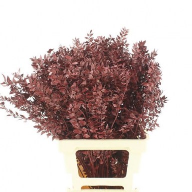 RUSCUS BURGUNDY