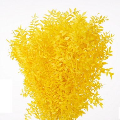 RUSCUS YELLOW