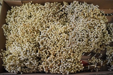 SCHINUS MOLLE PER BOS IVORY