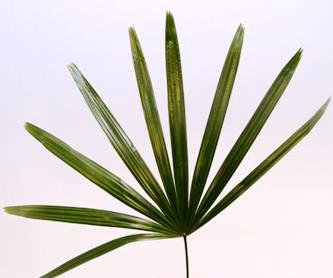 RHAPIS