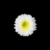 INGA
