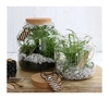 TERRARIUM