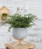 SELFWATERING BALL