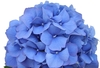 PIMPERNEL BLUE